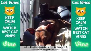 Funniest Cat Vines #131 - Updated September 22nd, 2015 by Ultimate Cat Vines 1,419 views 8 years ago 19 minutes