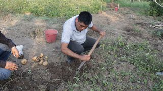 Así Se Cultiva Y Cosecha La Jícama En Acuatempa Huejutla, Hidalgo