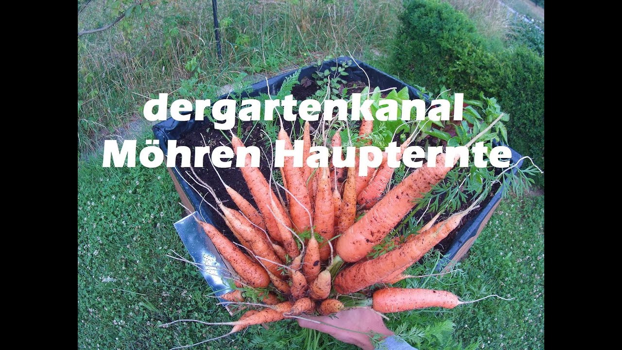 Möhren Ernte und Kaninchen im Hochbeet?! Hochbeet im Garten 6 YouTube