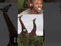 RDC REACTS TO CRAZY ANIMAL FIGHTS #shorts