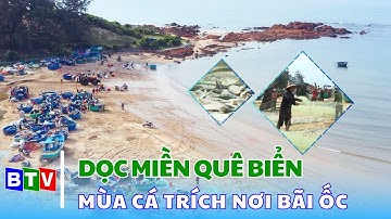 Mùa cá trích nơi bãi ốc | Dọc miền quê biển