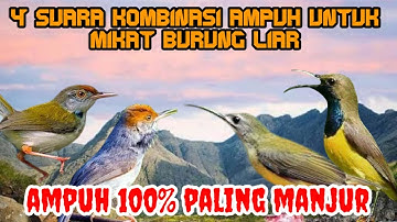 suara pikat burung liar burung sogok ontong sogon prenjak kepala merah prenjak lumut dan pijantung