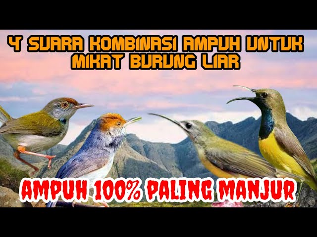 suara pikat burung liar burung sogok ontong sogon prenjak kepala merah prenjak lumut dan pijantung class=