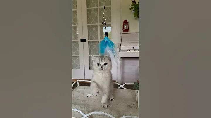 Video 11252841: cattery british