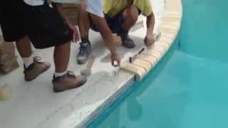 Pool Deck Travertine Install St. Petersburg, Florida - Coping Install