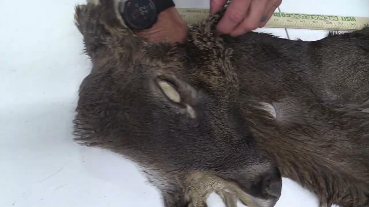 TANNED WHITETAIL DEER CAPE FOR SALE (7 1/2" X 19")OBT2312 YouTube