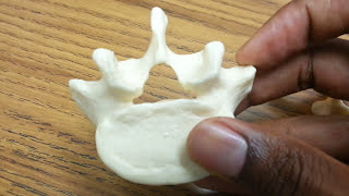 Human Vertebrae Review