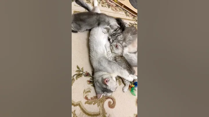 Watch the video about British Kittens Of Cat Kylie #kyliecatkittens #cat #kitten #britishcat #catlover #kitty #cute #pets