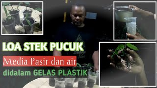 LOA STEK PUCUK media pasir dan air didalam GELAS PLASTIK