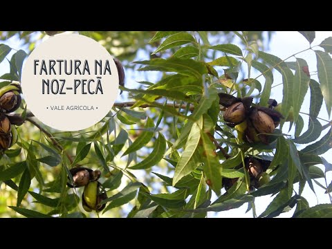 Vídeo: Nogueira: cultivo, plantio, cuidados e características
