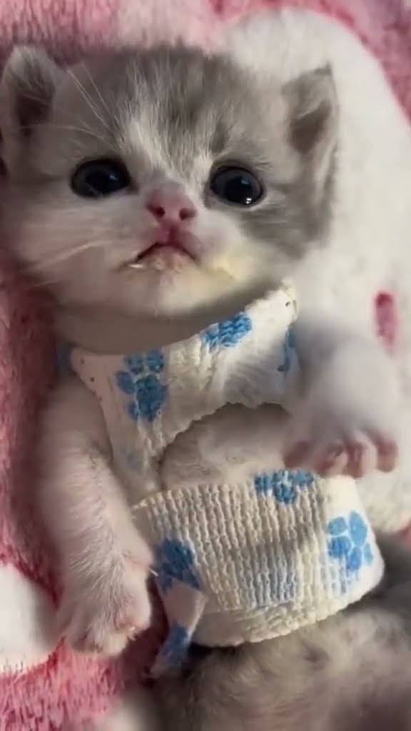 C magnifique vidéo chat ❤️ ? ❤️