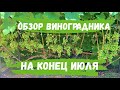 Обзор виноградника на конец июля