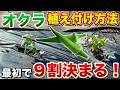 【オクラ栽培】最初が重要！特に植え付け時の肥料の与えすぎに気をつけて！（株間、肥料紹介、植え付け方法など）