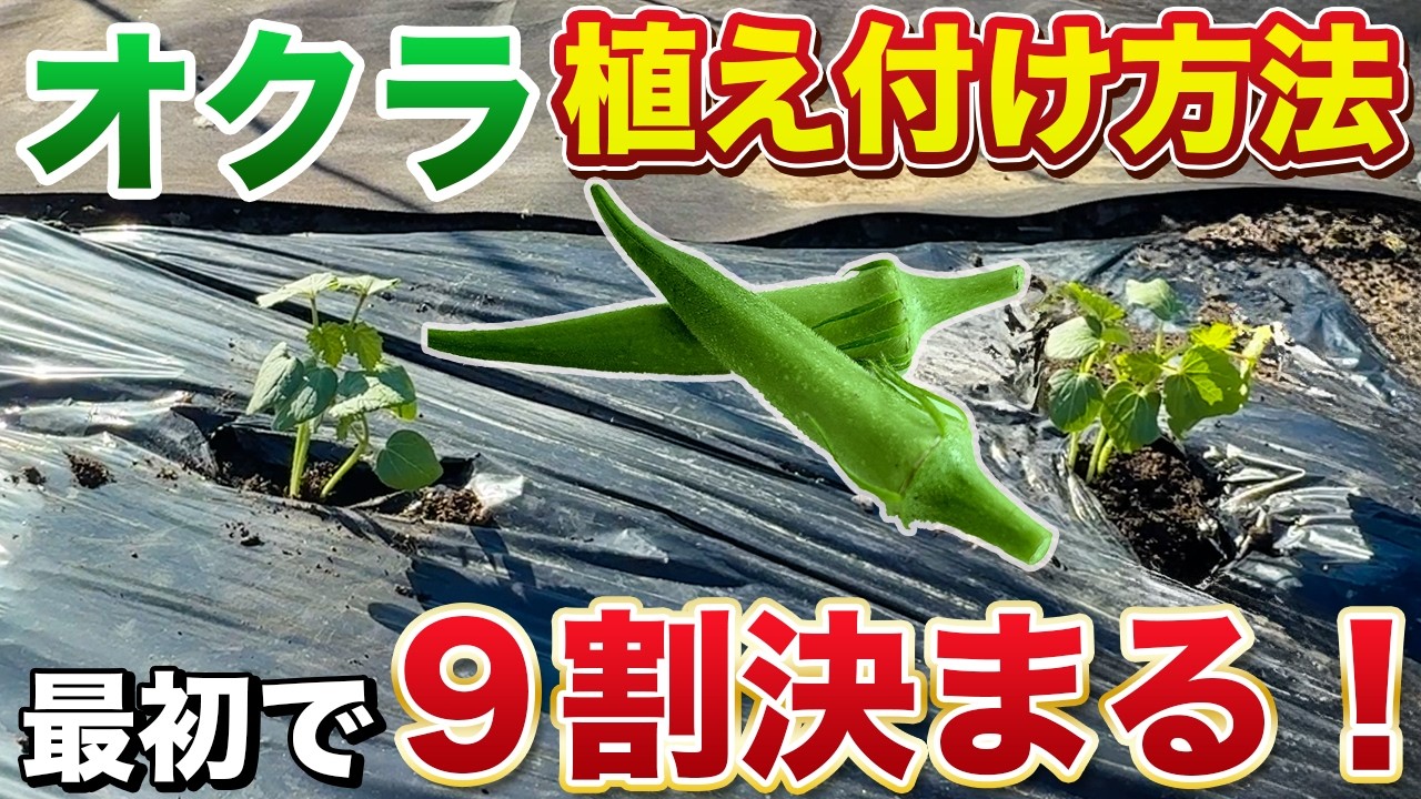 Okra Cultivation] The beginning is crucial! Be especially careful