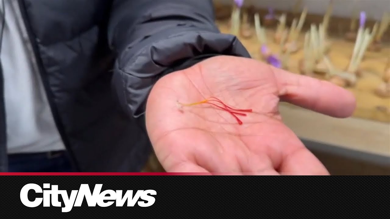 Calgary man develops method to grow saffron from his home, sharing his process