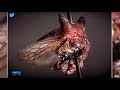 A BUG IS BORN A NEW INSECT SPECIES IS NAMED AFTER LADY GAGA A BUG IS BORN A NEW INSECT SPECIES IS NAMED AFTER LADY GAGA