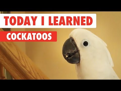 Video: Giới Thiệu Về Cockatoos