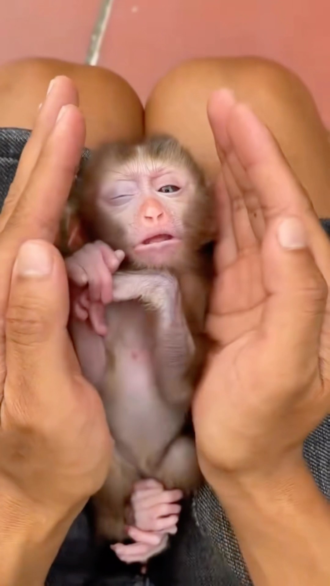 Baby ? Monkey In Cold ?|