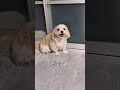 前回の動画でたくさんのコメントいただいた声のトーンについて真実をお伝えします。#shorts #犬 #言葉が分かる犬 #潔癖症な犬 #面白い犬 #人間みたいな犬 #会話できる犬