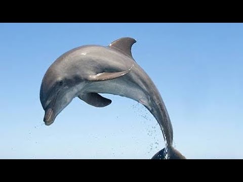 Que significa soñar con delfines