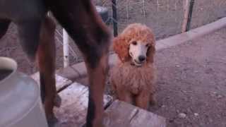 Ever See a Puppy Drink Goat Milk Like This? by Springer Clan Standard Poodles 6,372 views 9 years ago 1 minute, 30 seconds