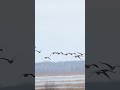 🕊️Rändlinnud kuulutavad kargete ilmade kiuste kevadet #postimees #kevad