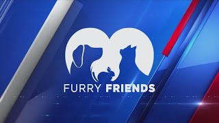 Furry Friends Rhodie