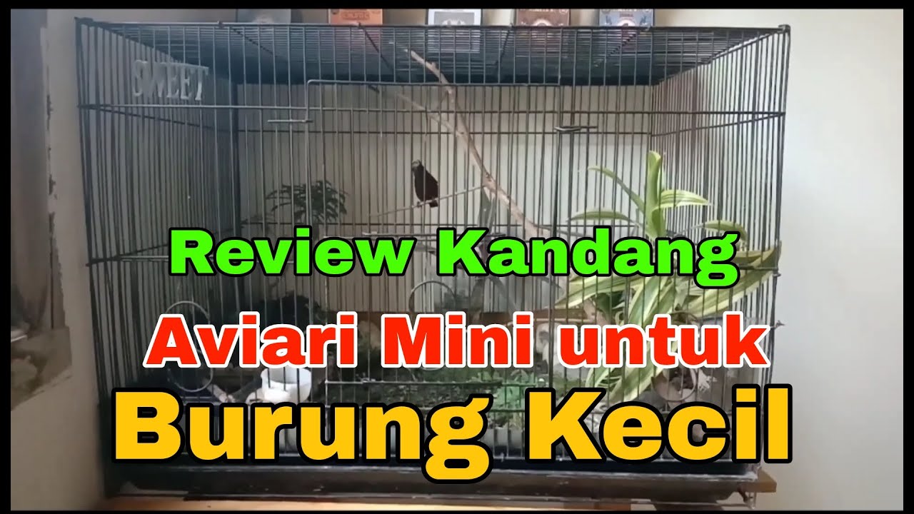 Review kandang Aviary Mini Untuk Burung kecil