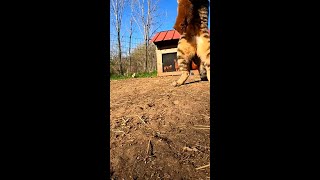 Cat Saves Chickens From Weasel Attack 🐱⚡ #Shorts