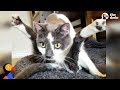 Special Cat Turns Guy Who Hated Cat into The Ultimate Cat Dad - SCOOTER | The Dodo