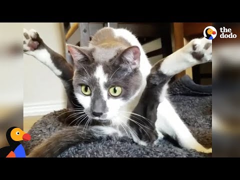 Video: Rodina VP Pencea sa vzdáva dotyku milovanej rodinnej mačky