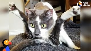 Special Cat Turns Guy Who Hated Cat into The Ultimate Cat Dad  SCOOTER | The Dodo