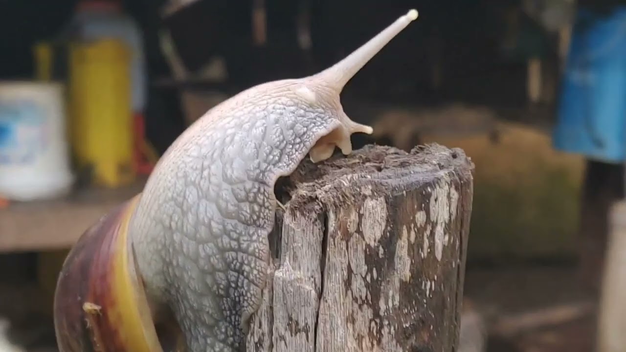 Millipede||can't die only 1/2 body||2024 million view__|🗾🐍🐊