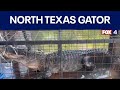 10-foot alligator removed from North Texas lake