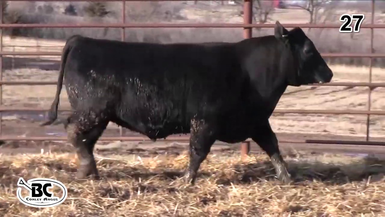 angus tasty Bill Conley Angus Lot 27