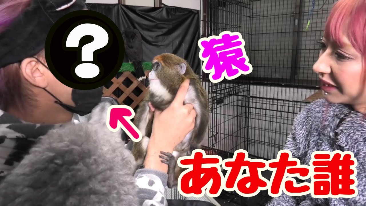 動物メイクして サル と対面したら反応がおもろすぎた W Youtube
