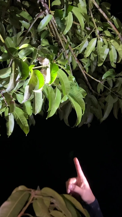 So many birds flock to this mango tree, just shoot at once😭 #901 #KOOKIKO