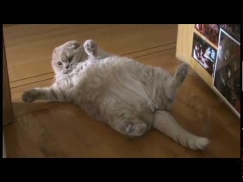 Baby Scottish Fold cat: cute munchkin kitten! Fat cats ...