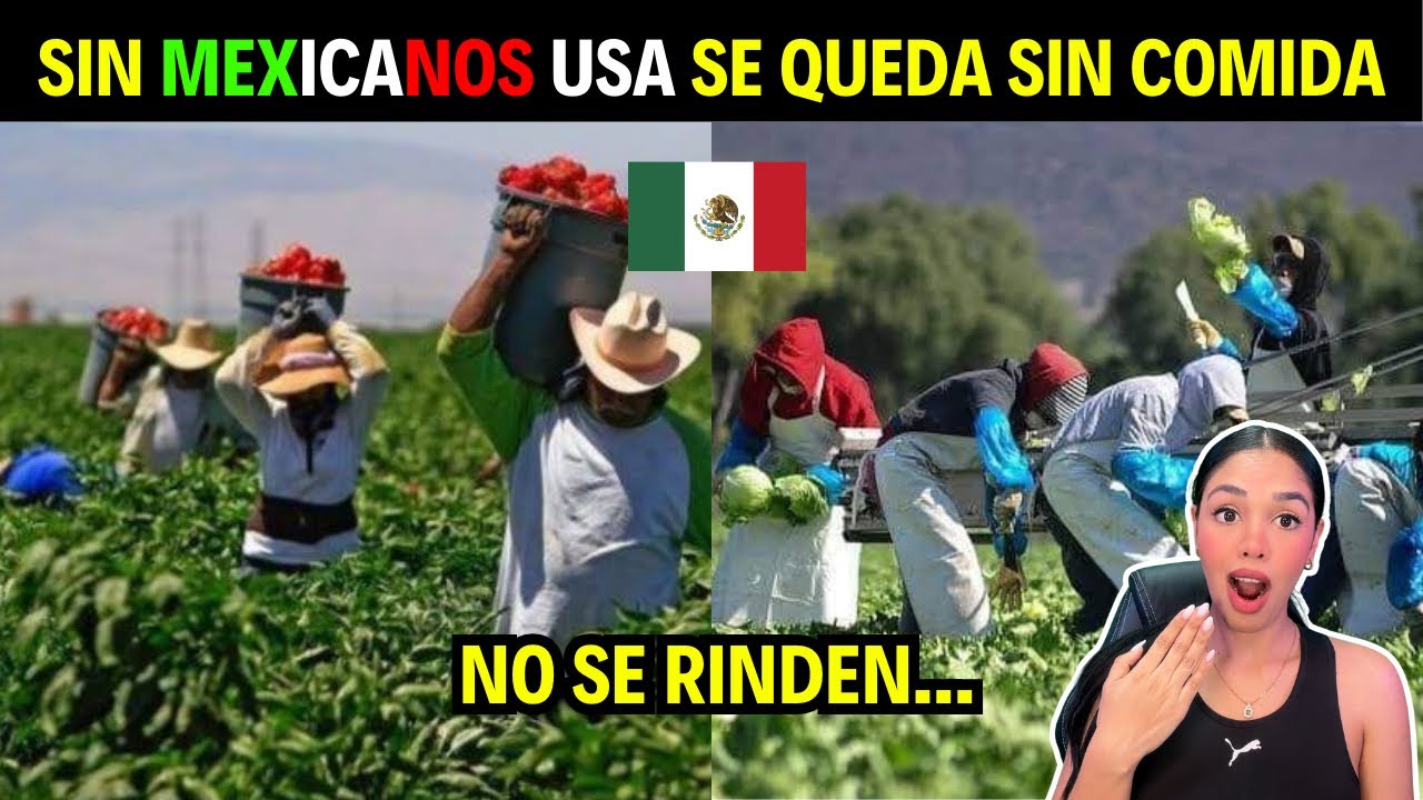 ASÍ TRABAJAN LOS MEXICANOS EN LA COSECHA DE USA 🇲🇽😱 NO TIENEN COMPETENCIA