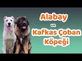 Alabay ve Kafkas Çoban Köpeği Karakteri, Eğitilebilirlik Durumu, Yaşam Koşulları, Bakımı