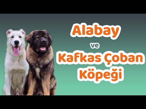 Video: Kafkas Çoban Köpeği - Karakter Ve Davranış