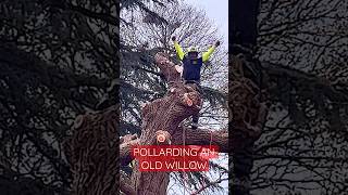 Celebrity Pollarding an Old Willow Tree Net Worth
