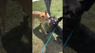 Duke And Greta Temp Test 2