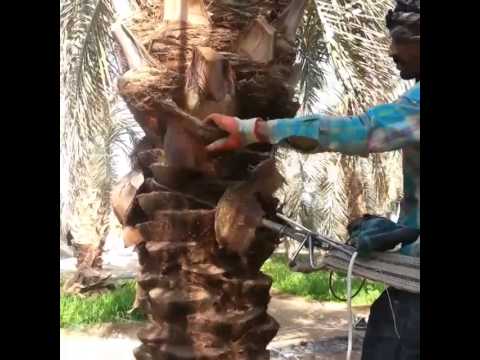 طريقة تكريب النخل