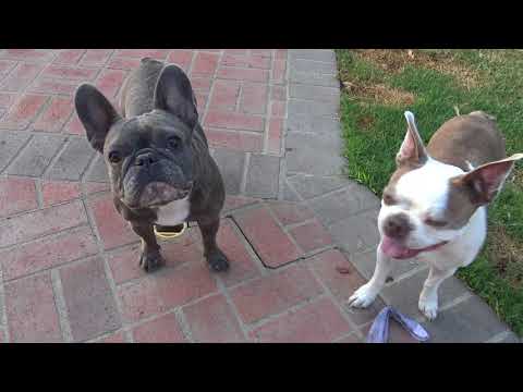 My Dogs (Frenchies, Beagle, Boston Terrier)