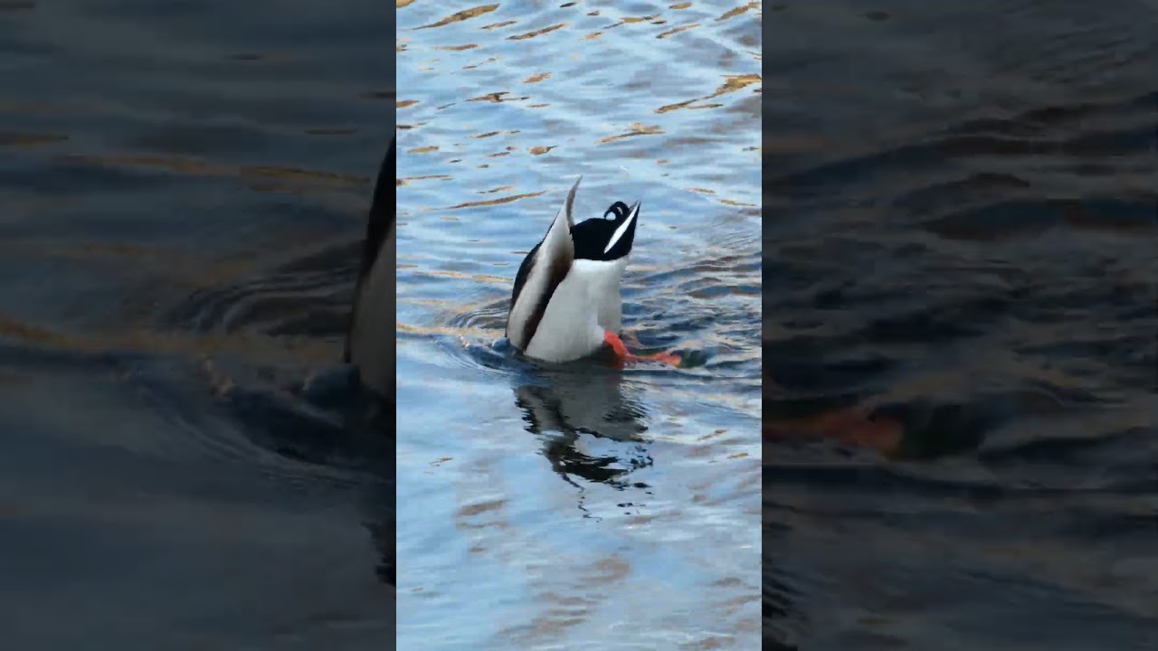 Ducks feeding upside down underwater