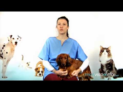 Vidéo: 3 façons de calmer un chien mâle quand une chienne est en chaleur