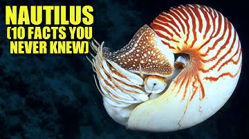 Nautilus 🐚 (10 FACTS You NEVER KNEW)