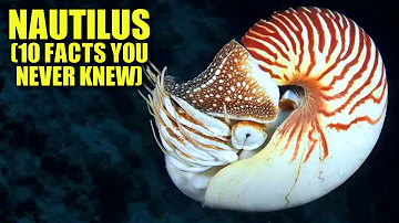 Nautilus π (10 FACTS You NEVER KNEW)