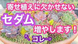 多肉植物】【増やし方】寄せ植えに欠かせないセダム❣️どんどん増やし